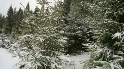 4k, Winter landscape in the mountains, the trees in hoarfrost Video stock 47325097