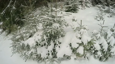 4k, Winter landscape in the mountains, the trees in hoarfrost Stock Footage 47452971