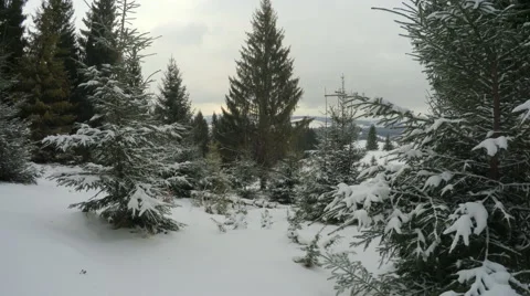 4k, Winter landscape in the mountains, the trees in hoarfrost Video stock 47555944