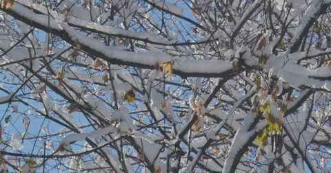 4K, Winter landscape in upstate, 2014 Video stock 47064022