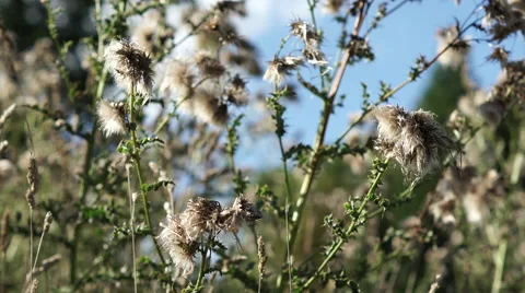 4K winter thistle in focus bathing in sunlight an autumn day Stock Footage 55492079