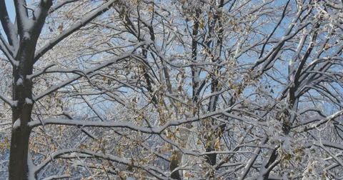 4K, Winter tree after first snowfall, 2014 Vídeo Stock 47063397