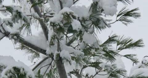 4K, Winter tree brunches after snowfall Vidéo 47038627
