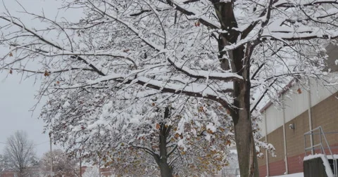 4K, winter tree brunches after snowfall, 2014 Video stock 47041306