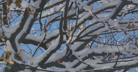 4K, Winter tree brunches after snowfall, 2014 Stockbeeldmateriaal 47063629