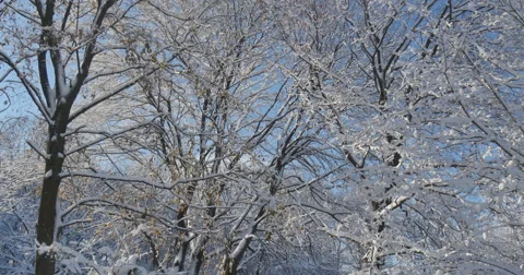 4K, Winter tree brunches, snowfall, 2014 Stockbeeldmateriaal 47063957