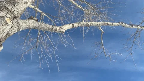 4k winter tree Stock Footage 165562551