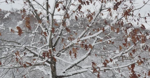 4K, Winter trees after the first snow. Upstate NY Stockbeeldmateriaal 47038611