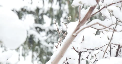 4K, Winter trees after first snowfall, 2014 Vidéo 47040840