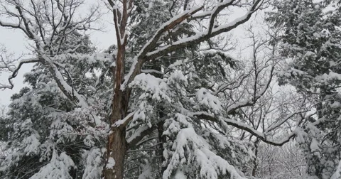 4K, Winter trees after the first snow. Upstate NY Vidéo 47044035