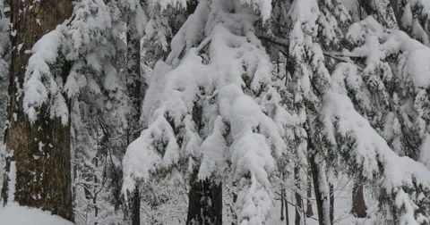 4K, Winter trees after the first snow. Upstate NY Stockbeeldmateriaal 47044148