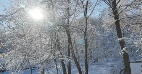 4K, Winter trees after first snowfall, 2014 Vidéo 47062227