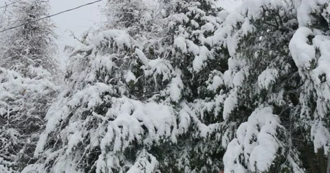 4K, Winter trees after snowfall Stockbeeldmateriaal 47039070