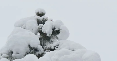 4K, Winter trees after snowfall Stockbeeldmateriaal 47039083