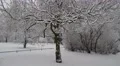 4k Winter trees fresh snow city forest Braunschweig tilt 4k or 4k+ Resolution