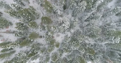 4K Winter Trees Near Tibble Fork Reservoir in the Rocky Mountains of Utah 스톡 동영상 145992417