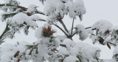 4K, Winter trees under first snow Vídeo Stock 47038565