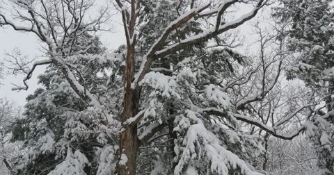 4K, Winter trees under first snow Stockbeeldmateriaal 47043377