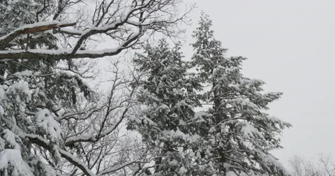 4K, Winter tres with first snowfall in the season Stockbeeldmateriaal 47043121