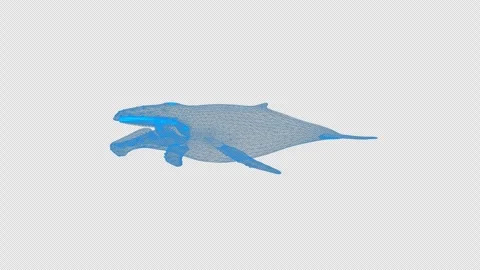 4k wireframe humpback whale, HumpBack transparent background Stock-Footage 258892109