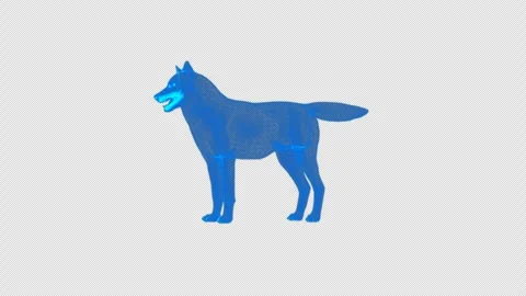 4k wireframe wolf, transparent background Stock Footage 258892783