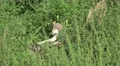4k Wolf sitting on fallen tree trunk and running away 4k or 4k+ Resolution