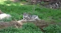 4k Wolf sitting on tree trunk in grassy landscape 4k or 4k+ Resolution