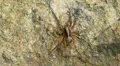 4K Wolf Spider (Gladicosa pulchra) 1 4k or 4k+ Resolution
