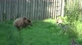 4k Wolves annoying a Brown Bear in a preserve 4k or 4k+ Resolution