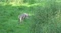 4k Wolves couple in sunny green grassland landscape 4k or 4k+ Resolution