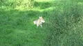 4k Wolves relaxing on a green meadow in grassy landscape 4k or 4k+ Resolution