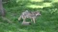 4k Wolves social behavior in sunny grassy landscape 4k or 4k+ Resolution