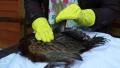 4k woman struggling to pluck pheasants feathers with yellow rubber gloves 4k or 4k+ Resolution