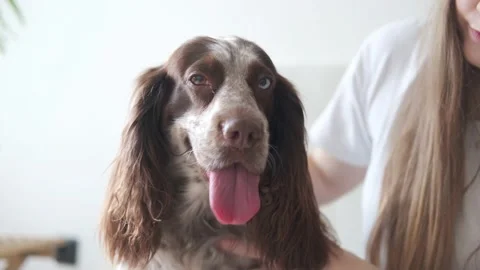 4k. Womans hands pet russian spaniel dog brown different colours eyes. sit on Stock Footage 152825324