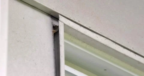 4k - Working Bees flying in &amp;amp; out from house window sill Stock Footage 204092640