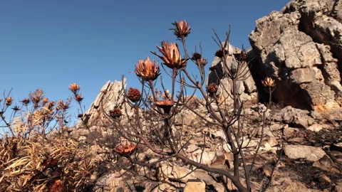 4K WS Burnt Protea bushes in Cape Mountains after Fynbos Fire Stock Footage 255630672