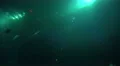 4k XXL Shark fish tank tilt with people other side 4k or 4k+ Resolution