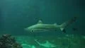 4k XXL Shark fish tank with swimming sharks 4k or 4k+ Resolution