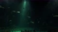 4k XXL shark fish tank with marine fishes night ambience 4k or 4k+ Resolution