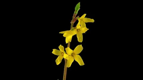 4K, yellow blooming flower Stock Footage 69214856