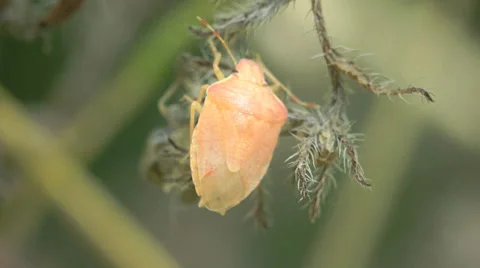 4k Yellow Bug Pentatomidae insect macro Stock Footage 39479344