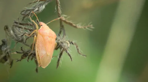 4k Yellow Bug Pentatomidae insect macro Stock Footage 39479617