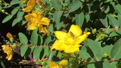 4K Yellow Calendula Bloom with Bees Video stock 336311248