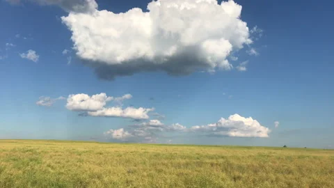 4k yellow field Stock Footage 156598161