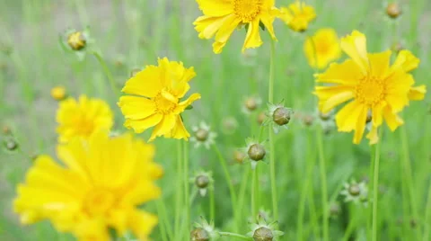4K Yellow Flower Background Stock Footage 63136463