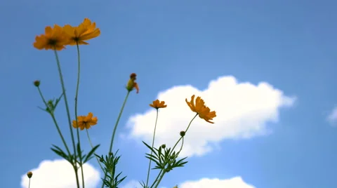 4k Yellow Flower Blowing in Wind Stock Footage 68178439