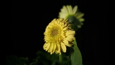 4K Yellow Flower 스톡 동영상 78702843