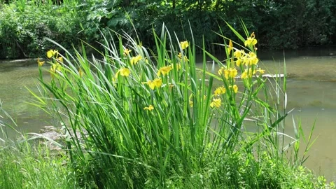 4K yellow flowers 스톡 동영상 309817383