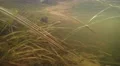 4K yellow grass and twigs filmed under water in a lake/river 4k or 4k+ Resolution