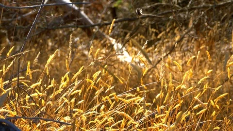 4K Yellow Grass, Tall Closeup Dry Field, Brown Nature Close Up Slow Motion Stock Footage 83665411
